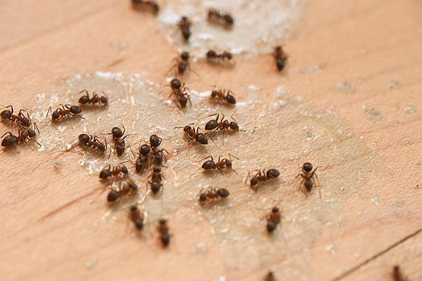 Flea Control Services in Dundalk, MD